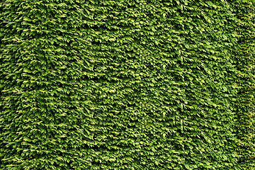 Image showing  green leaf background