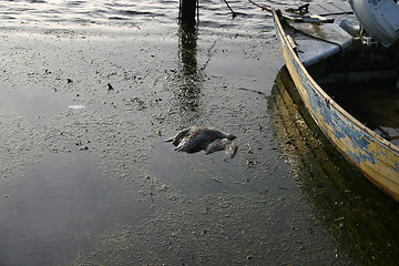 Image showing harbour