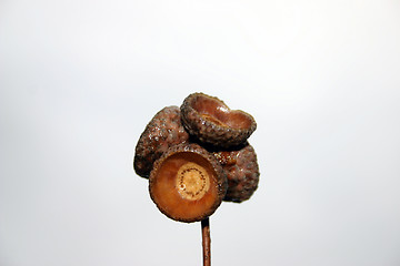 Image showing acorn