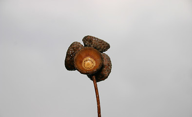 Image showing acorn