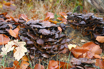 Image showing fungus