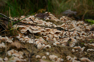 Image showing fungus