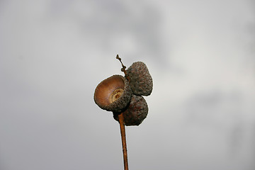 Image showing acorn