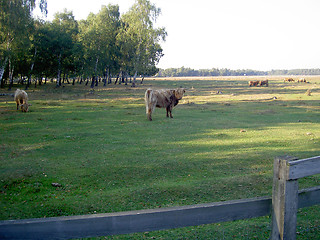 Image showing highlandcattle