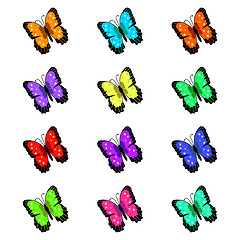 Image showing Butterflies Illustration