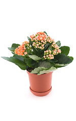 Image showing Kalanchoe with red flower in pot