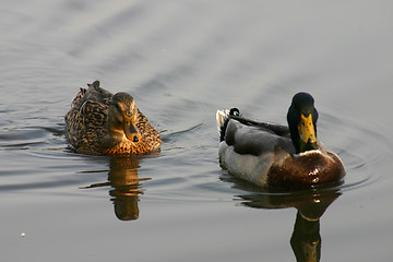 Image showing birds