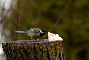 Image showing Great Tit - Parus major