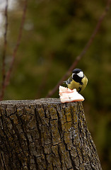 Image showing Great Tit - Parus major