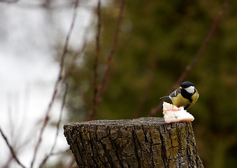 Image showing Great Tit - Parus major