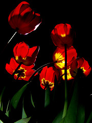 Image showing Tulips illuminated in night