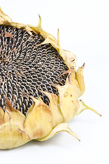 Image showing sunflower