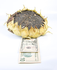 Image showing sunflower