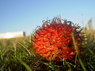 Image showing rambutan