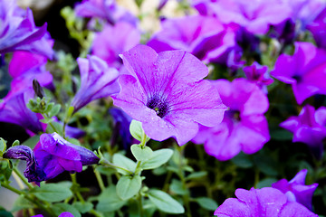 Image showing Purple petunias