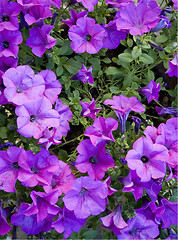 Image showing Violet petunias