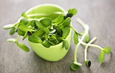 Image showing Green sunflower sprouts in a cup