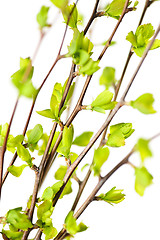 Image showing Branches with green spring leaves