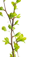 Image showing Branches with green spring leaves