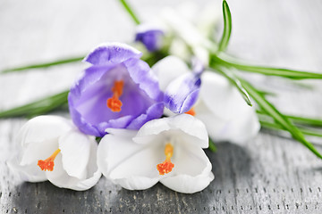 Image showing Spring crocus flowers