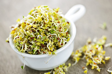 Image showing Alfalfa sprouts in a cup