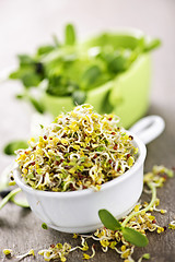 Image showing Sprouts in cups