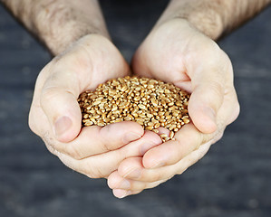 Image showing Hands holding grain