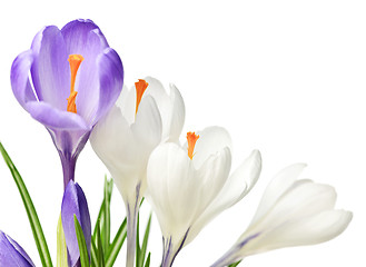 Image showing Spring crocus flowers