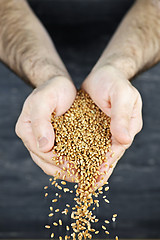Image showing Hands pouring grain