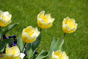 Image showing Yellow tulips