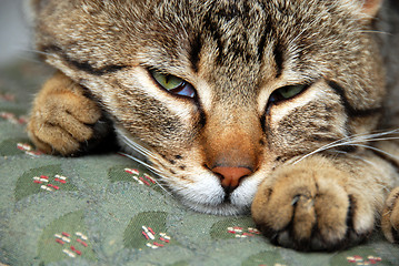 Image showing Sleeping cat portrait waking up