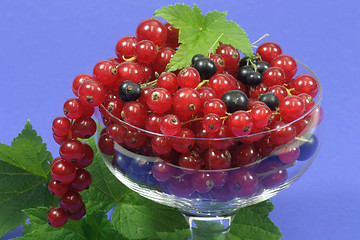 Image showing Currants