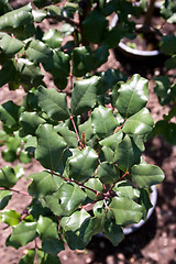 Image showing Bay Leaves