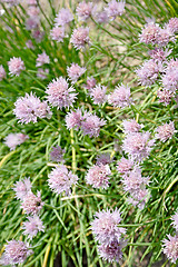 Image showing Chives