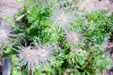 Image showing Küchenschelle - Pulsatilla