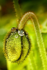 Image showing Closed Flower with Water Drops