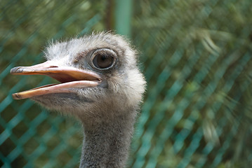 Image showing Birds Park in Kuala Lumpur