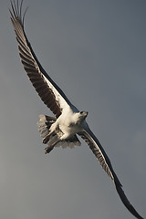 Image showing Eagle in the Whitsunday Islands