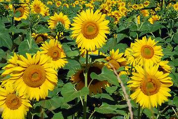 Image showing Sunflowers Meadow, Tuscany