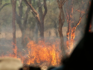 Image showing Bush fire