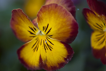 Image showing Flowers Macro, Tuscany