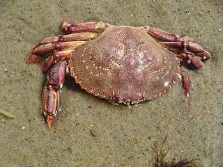 Image showing Crab in Aquinnah Beach