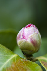 Image showing Red Camelia, Italy