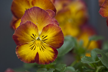 Image showing Daisy Flowers in a Garden