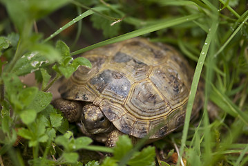 Image showing Tortoise in the Garden, Italy