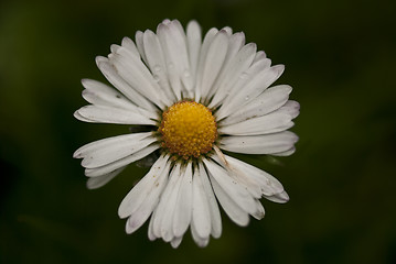 Image showing Daisy Flowers in a Garden