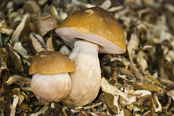 Image showing Sliced Dried Boletus