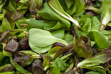 Image showing Green Salad