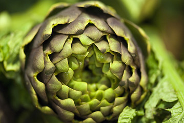 Image showing Colors of the Artichoke