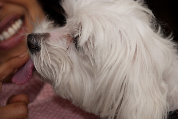 Image showing Dog Licking Woman Finger with Sugar